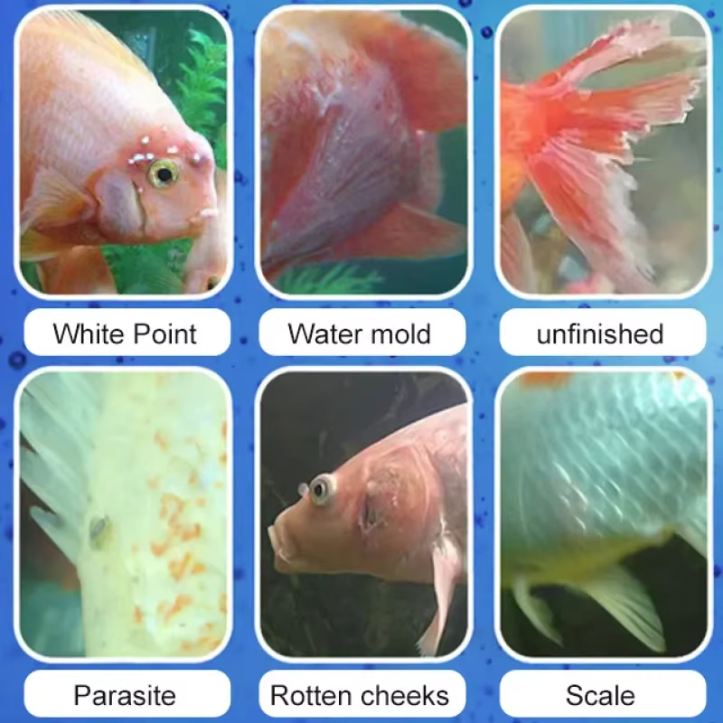 SIKEZHAN Fish Disease Treatmen - Water Soluble Stabilizer recensione e prezzo